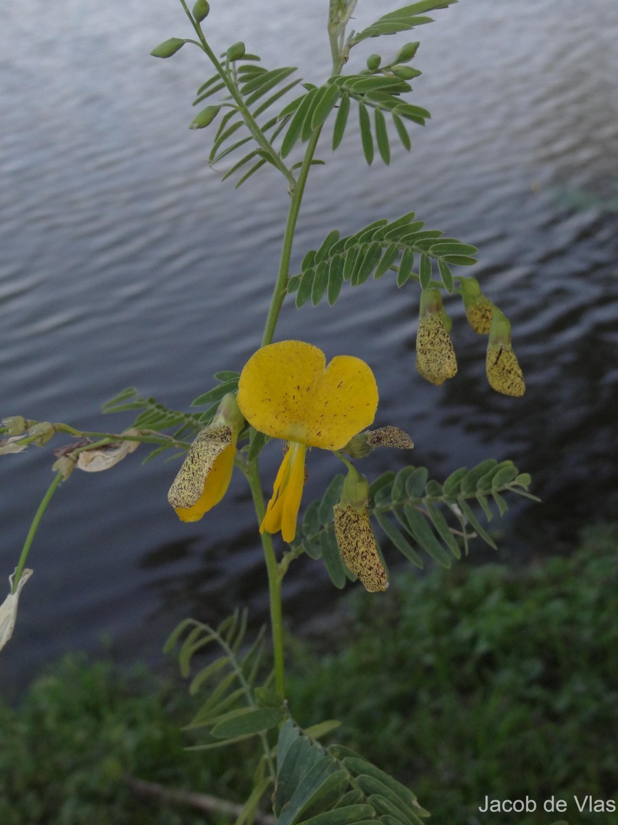 Sesbania speciosa Taub. ex Engl.